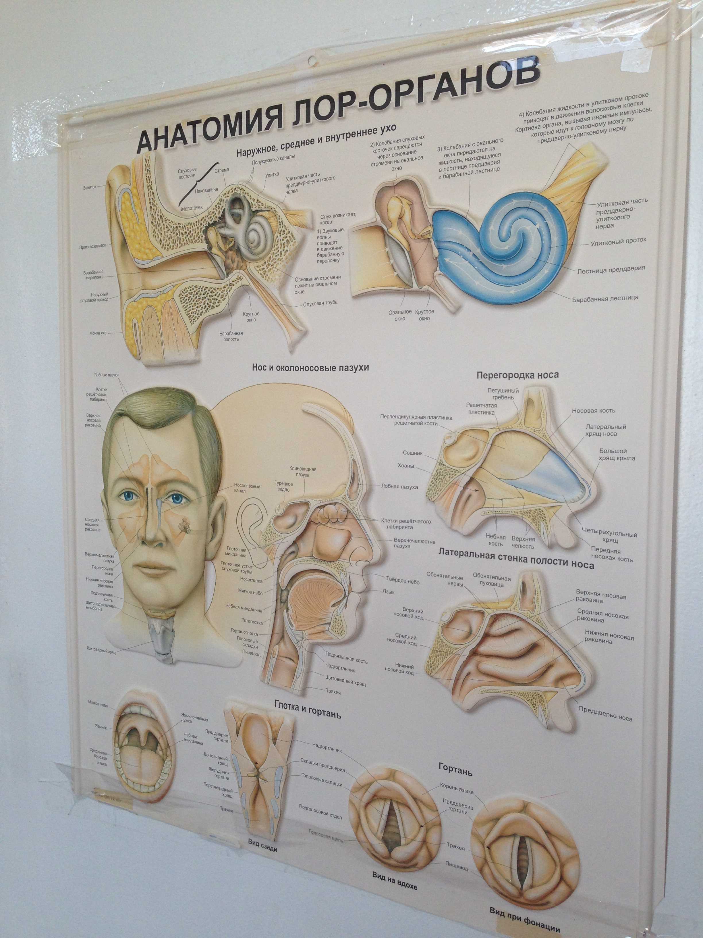 Презентация анатомия лор органов